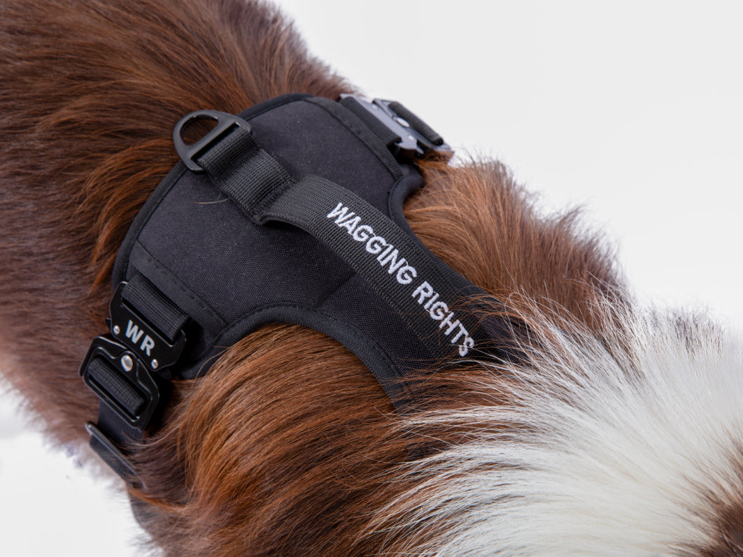 Wagging Rights Adjustable Harness